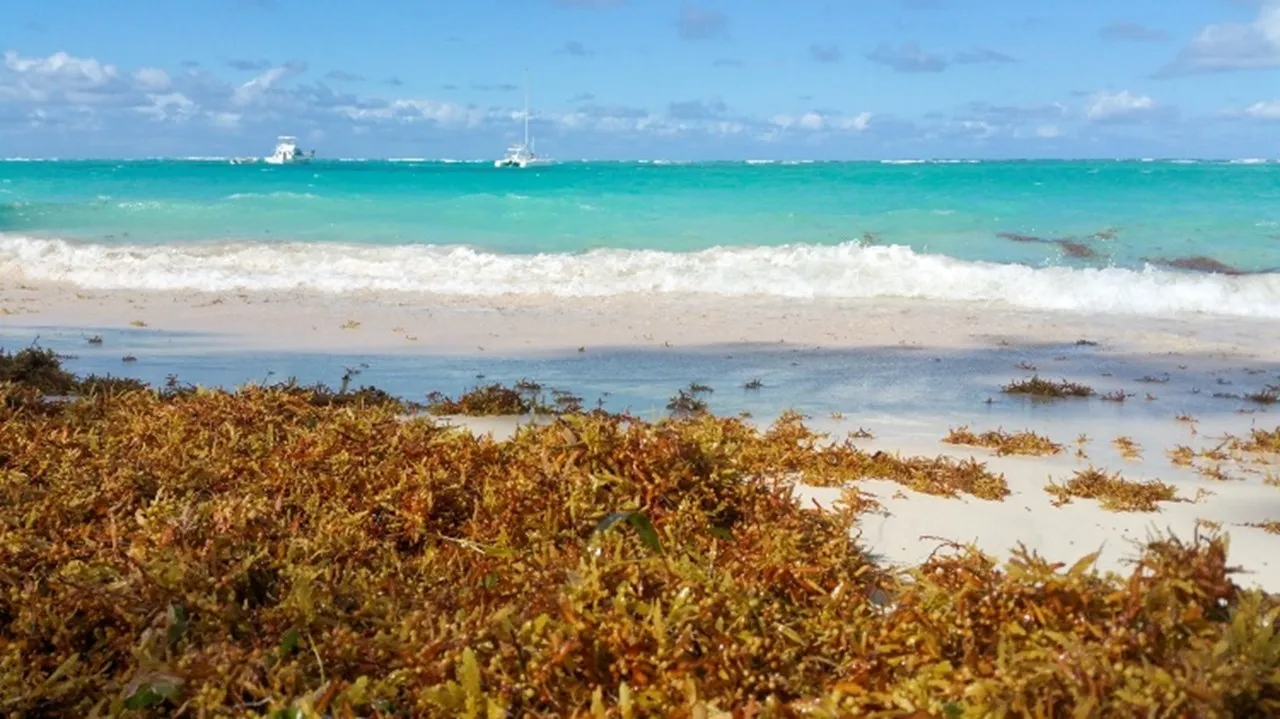 Golden seaweed ghana.jpg