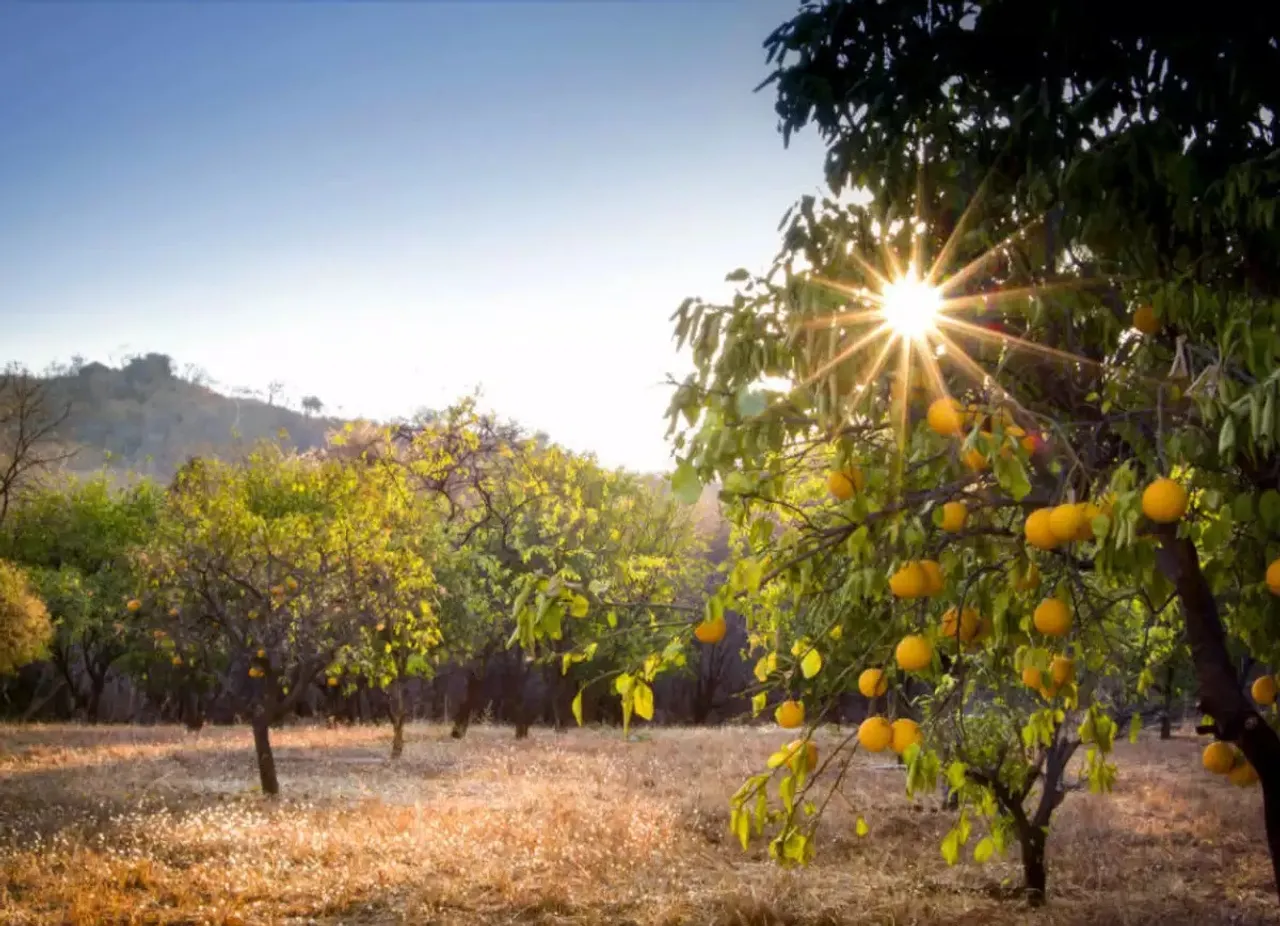orange PRODUCTION.jpg