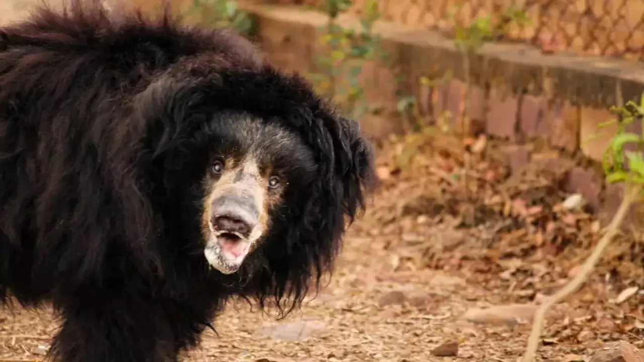 India's oldest sloth bear Gulabo Bhopal Zoo