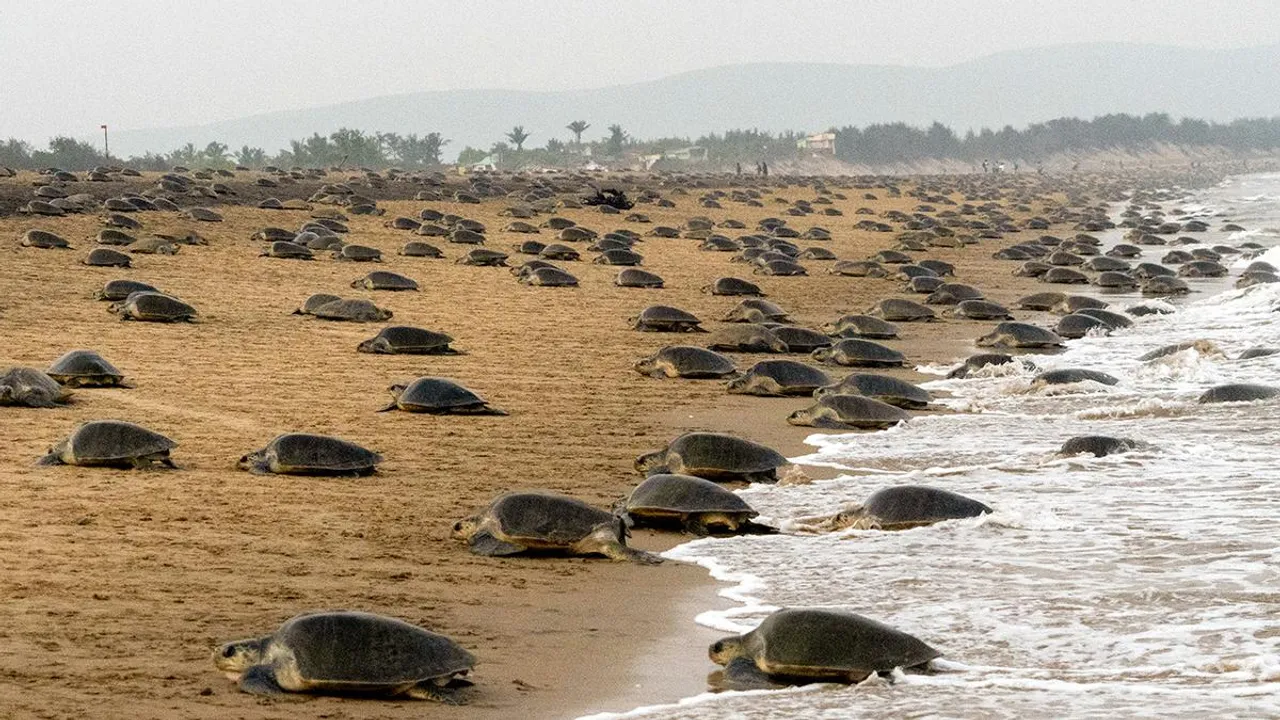 Olive Ridley turtle habitation.jpg