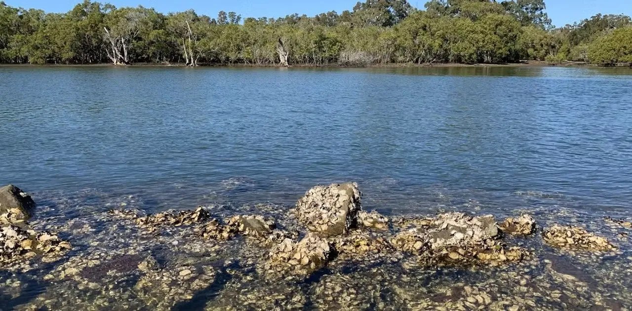 oysters pesticides.jpg