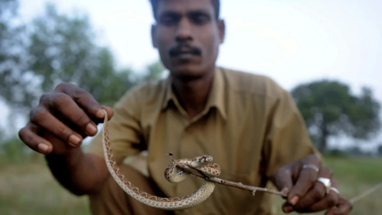 Snake handler.jpg