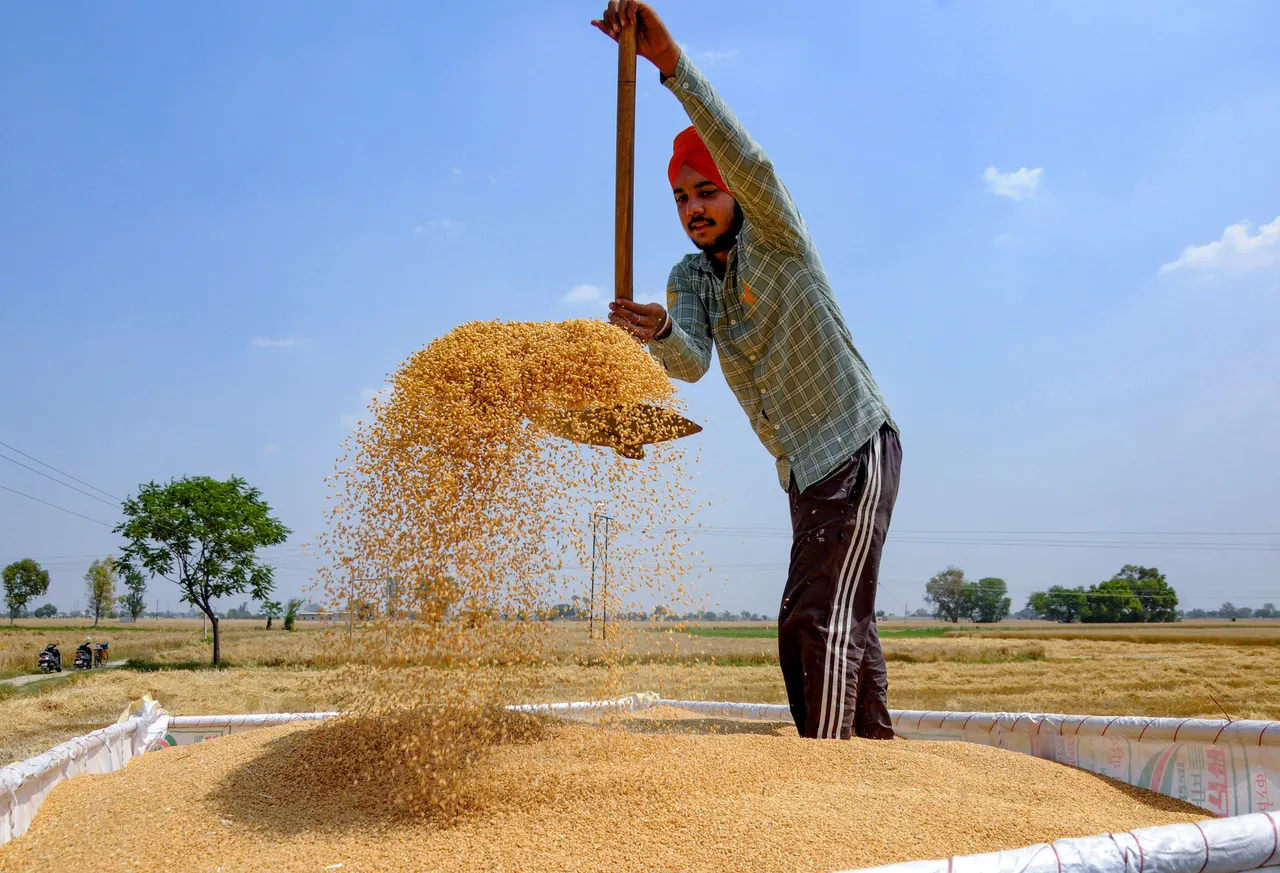 Farmer Crop Agriculture Wheat Food