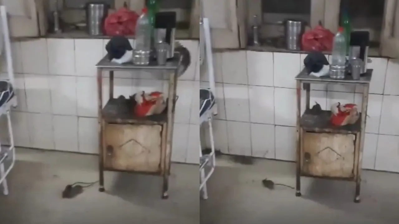 Rats roaming purportedly in a ward of a government-run hospital in Madhya Pradesh's Gwalior city