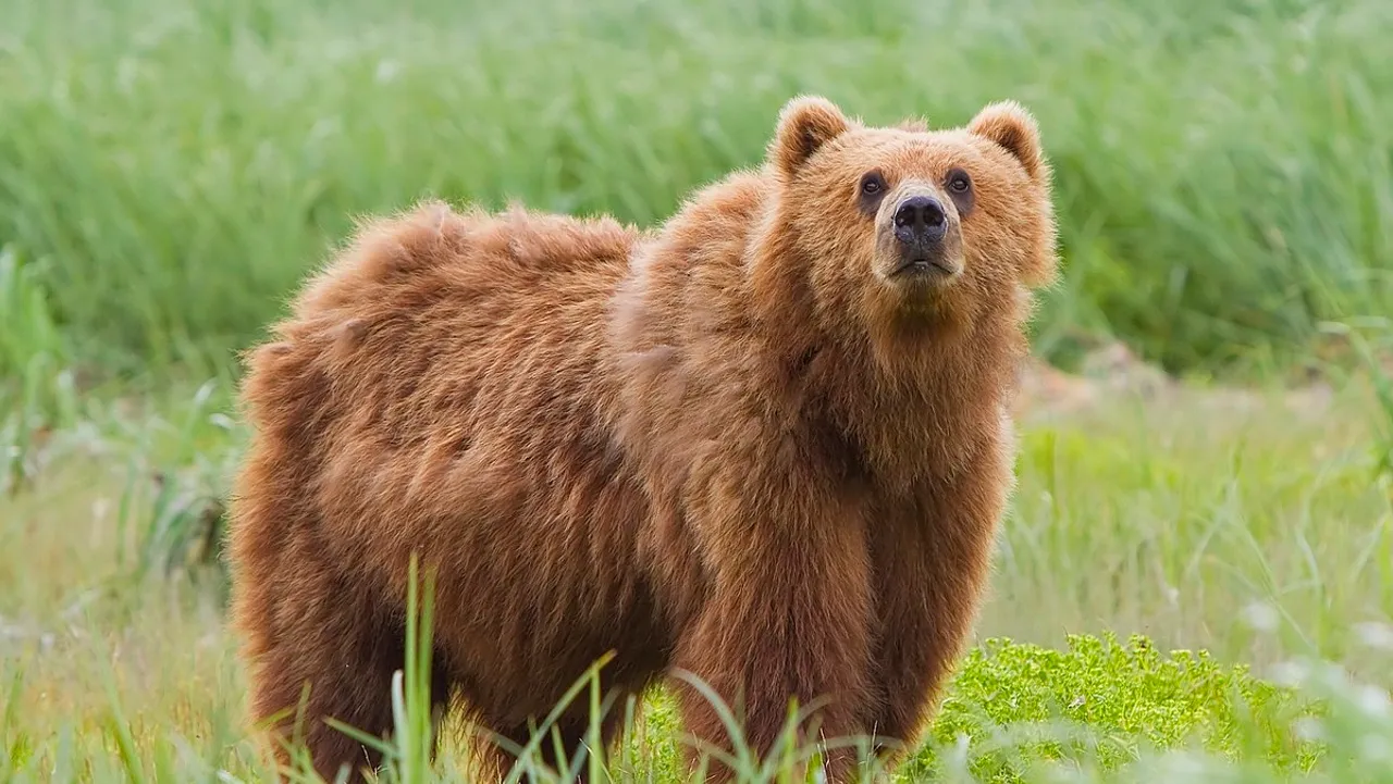 bear.jpg