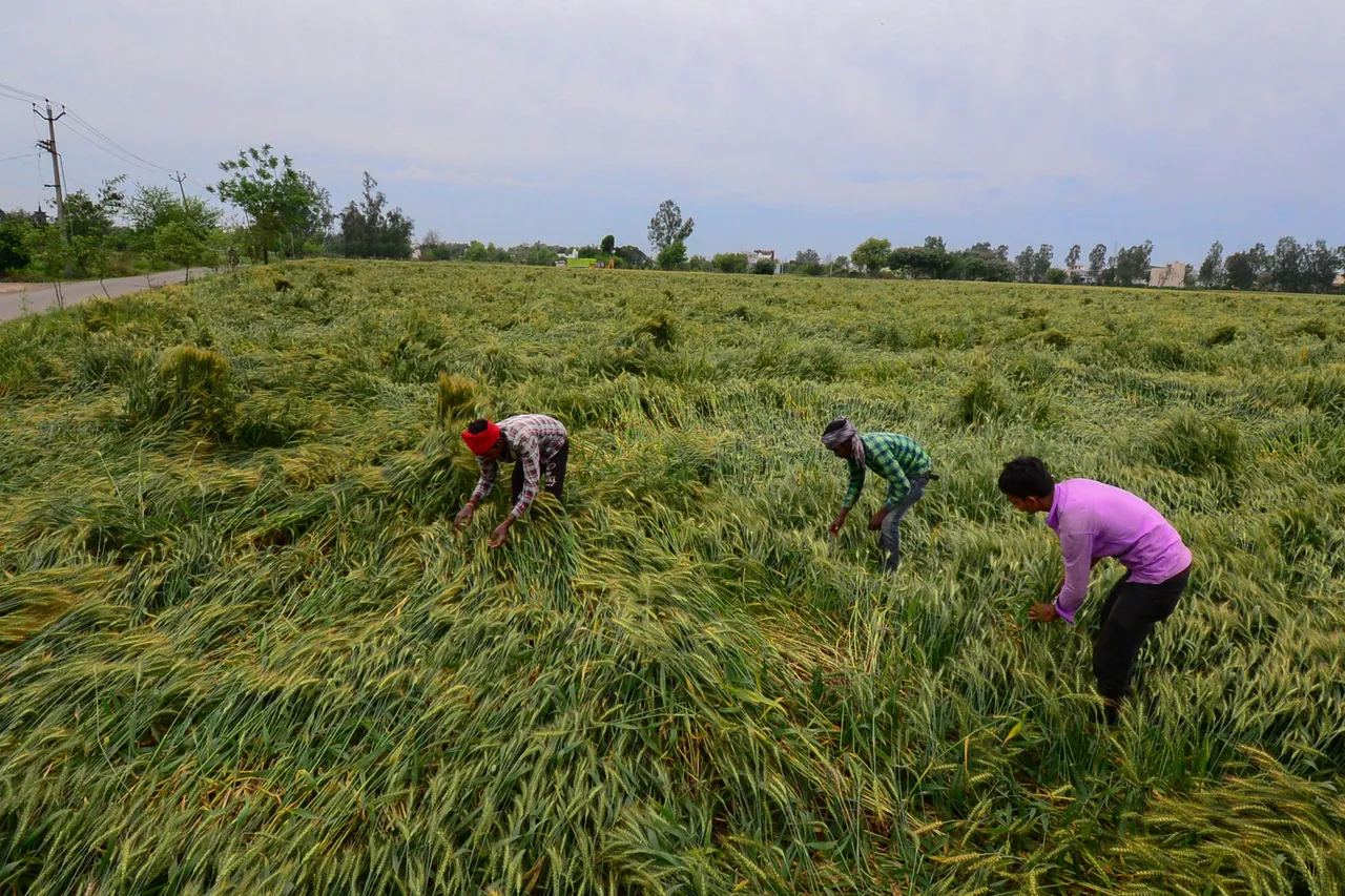 Flattened wheat crop after winds Farmer