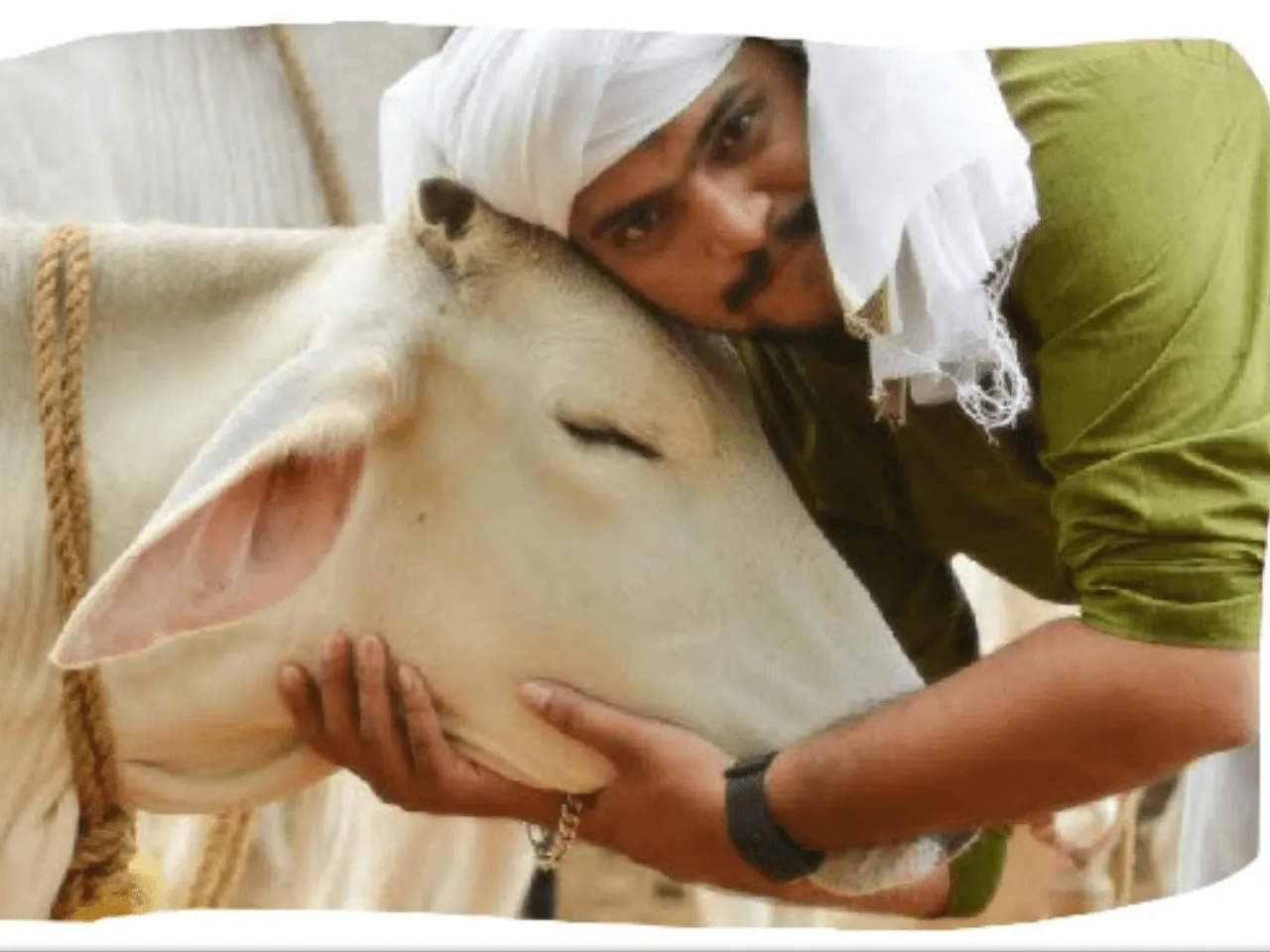 Cow Hug Day