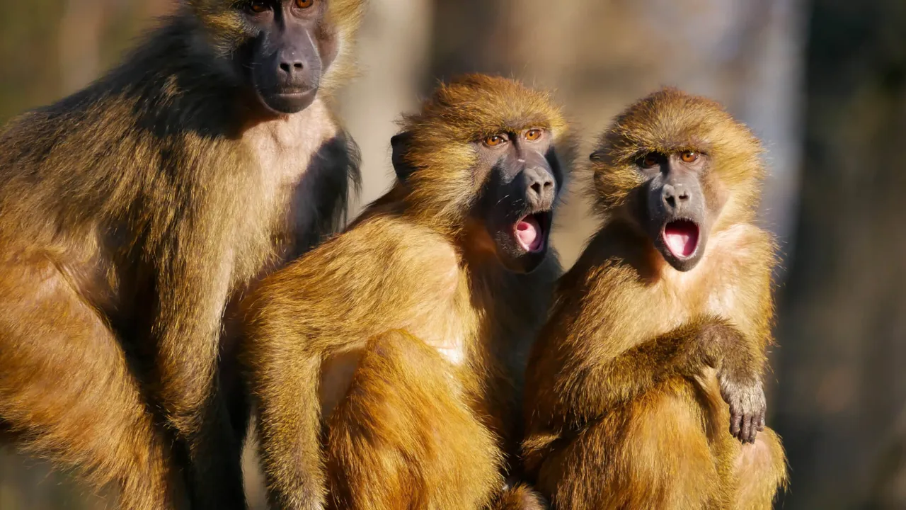 Baboons.jpg