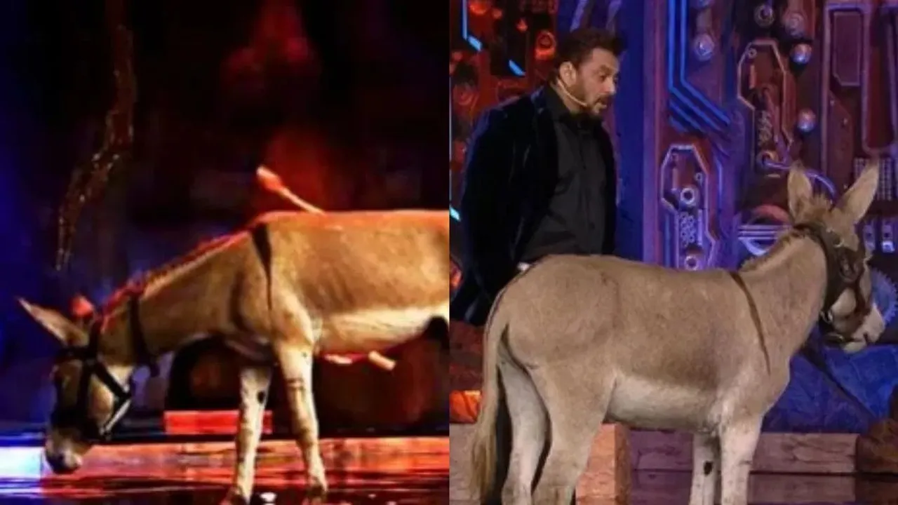 Salman Khan with a donkey in 'Bigg Boss 18'