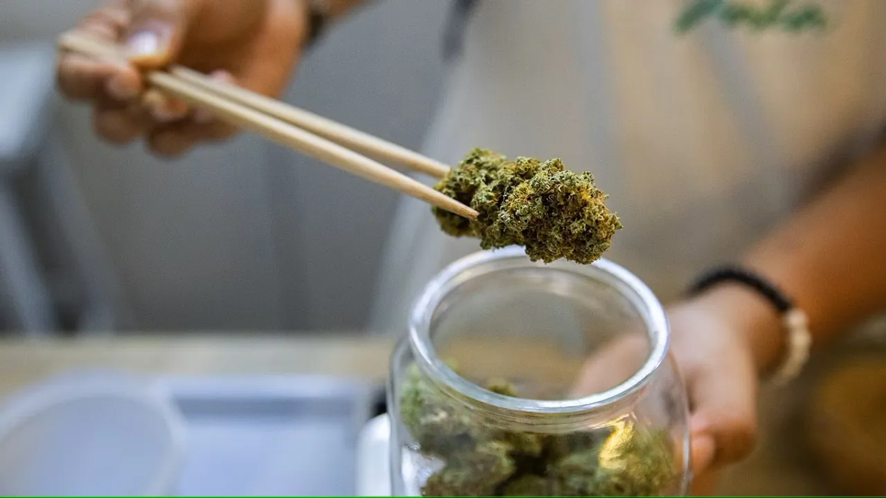 Cannabis Drugs Narcotics