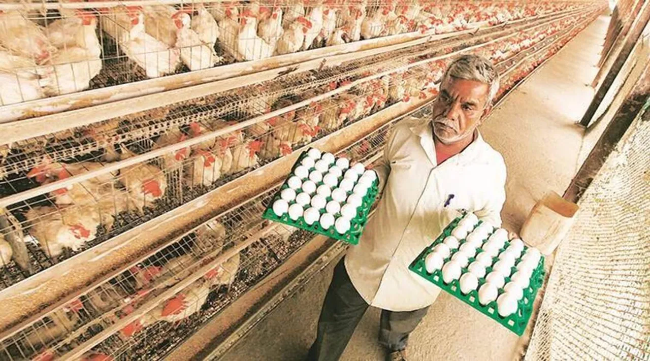 Eggs Farmer Poultry Chicken