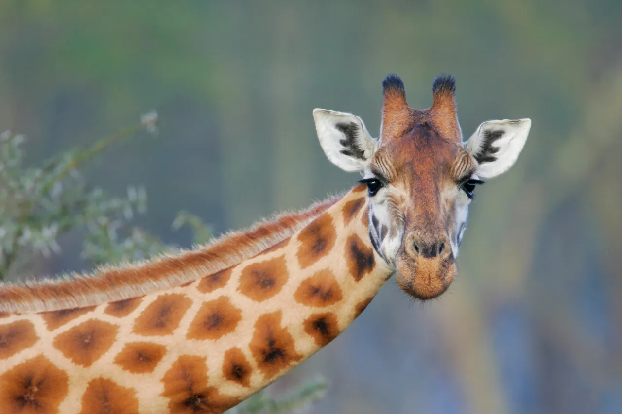 Giraffe.jpg