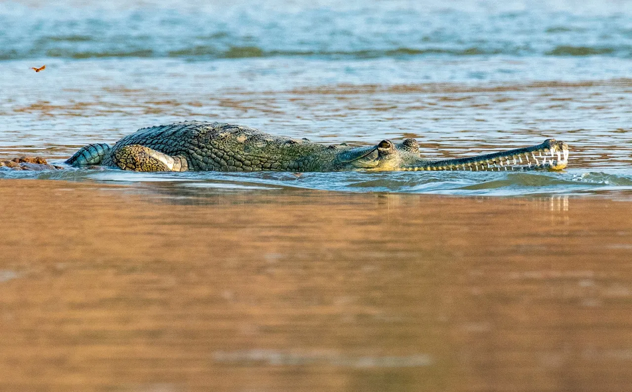 Indian Gharial.jpg
