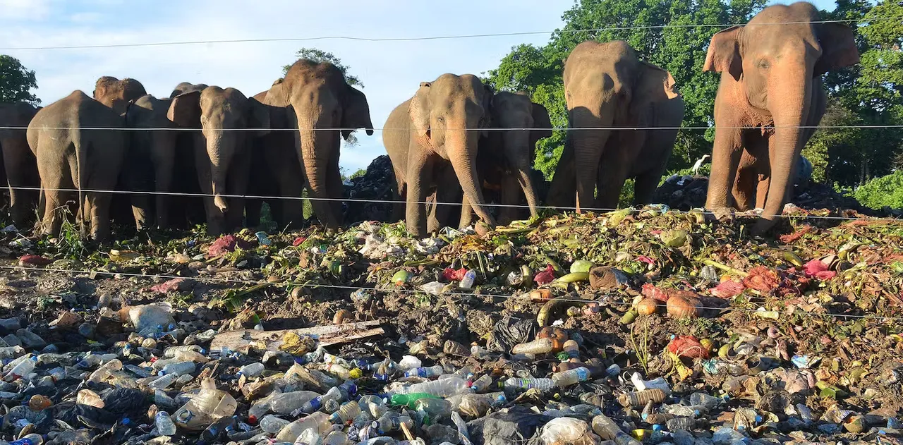 Elephants bars.jpg