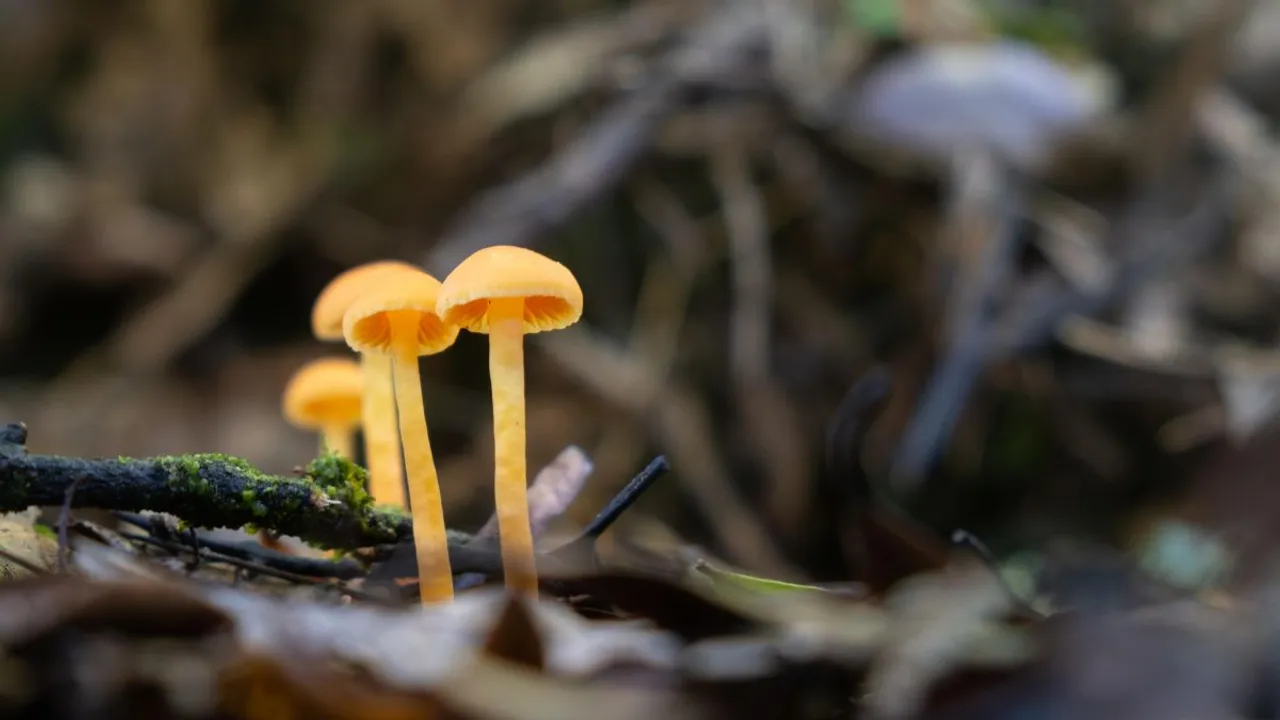 Colourful fungi mushroom