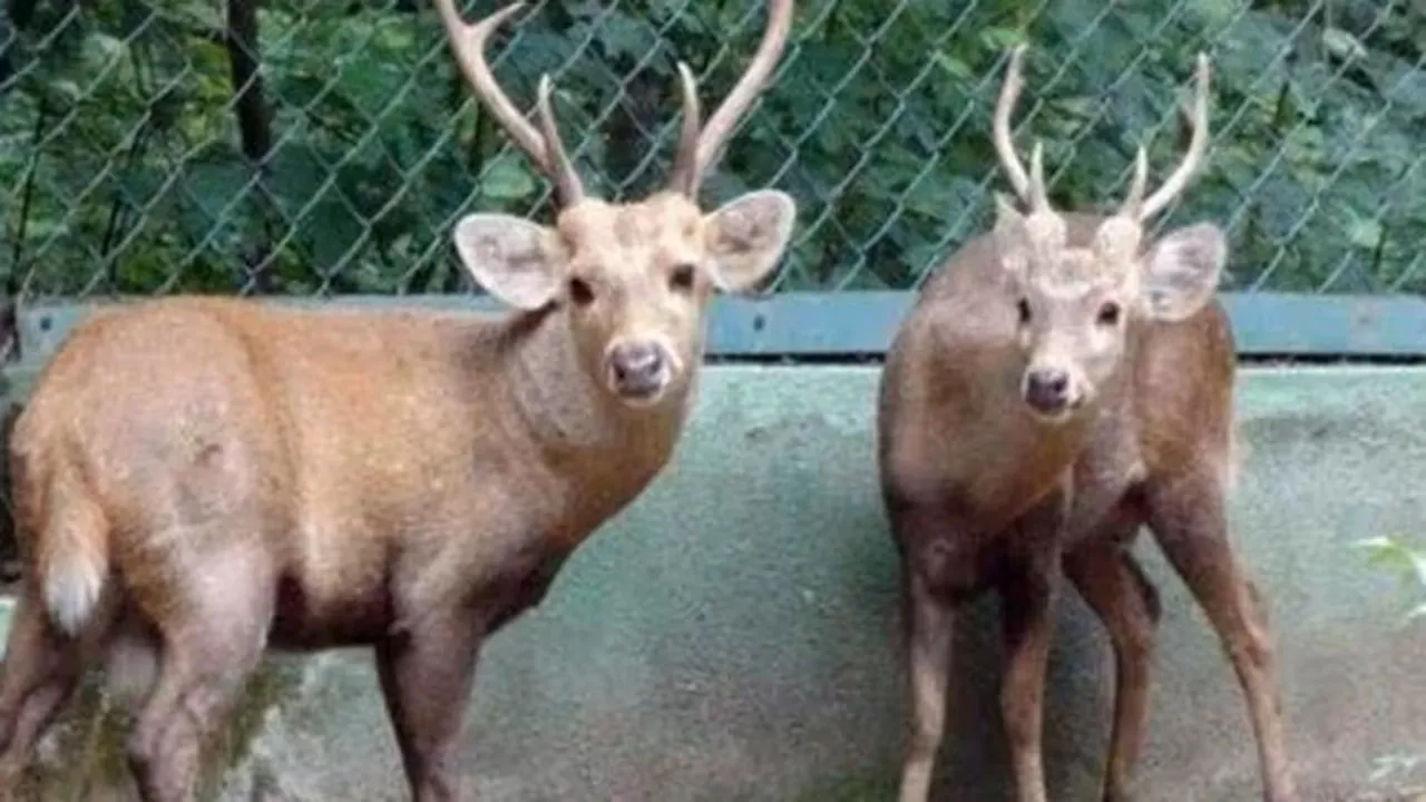 Hog deer spotted