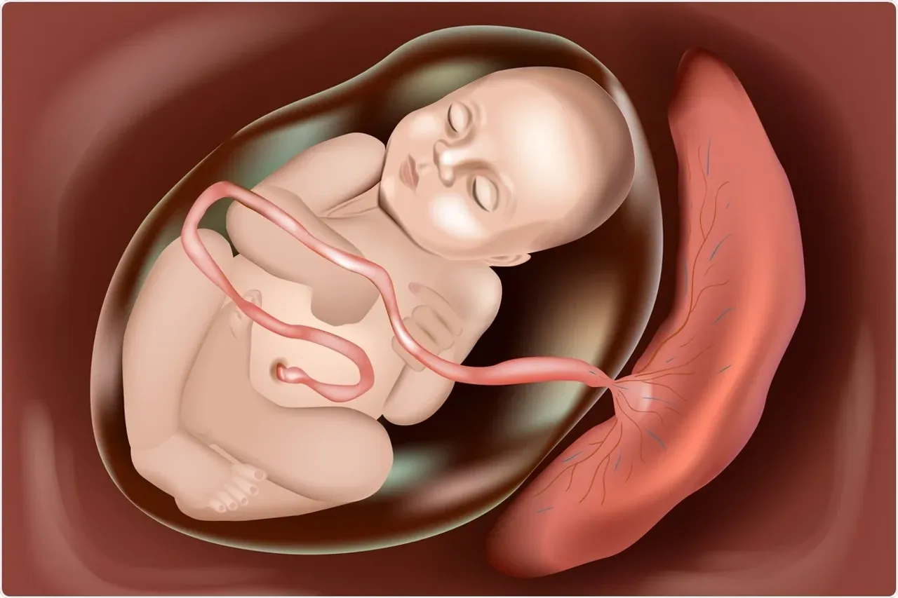 Placenta.webp