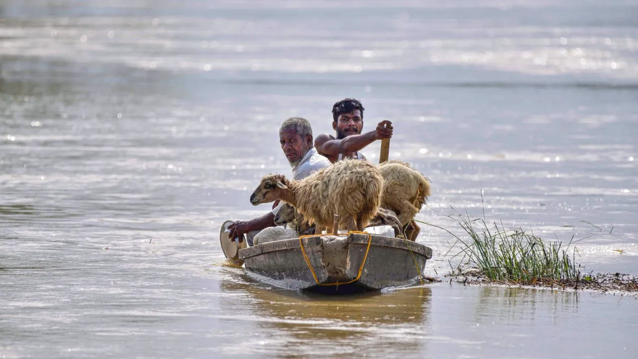 Flood-affected people with their sheep leave on a boat for a safer place, after the area was inundated with floodwaters in the aftermath of cyclone Remal, at Kampur, in Nagaon district, Friday, May 31, 2024
