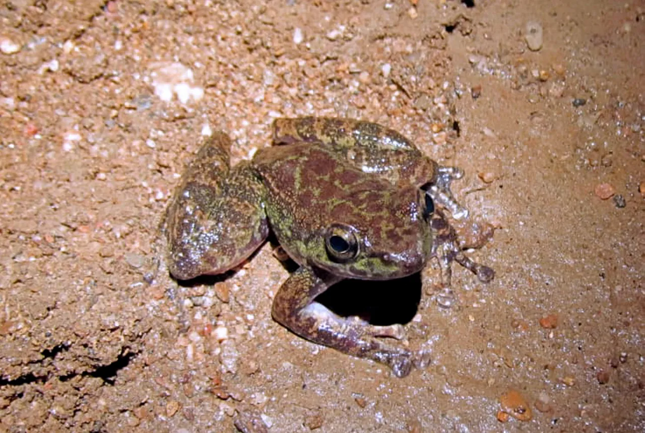 Frog