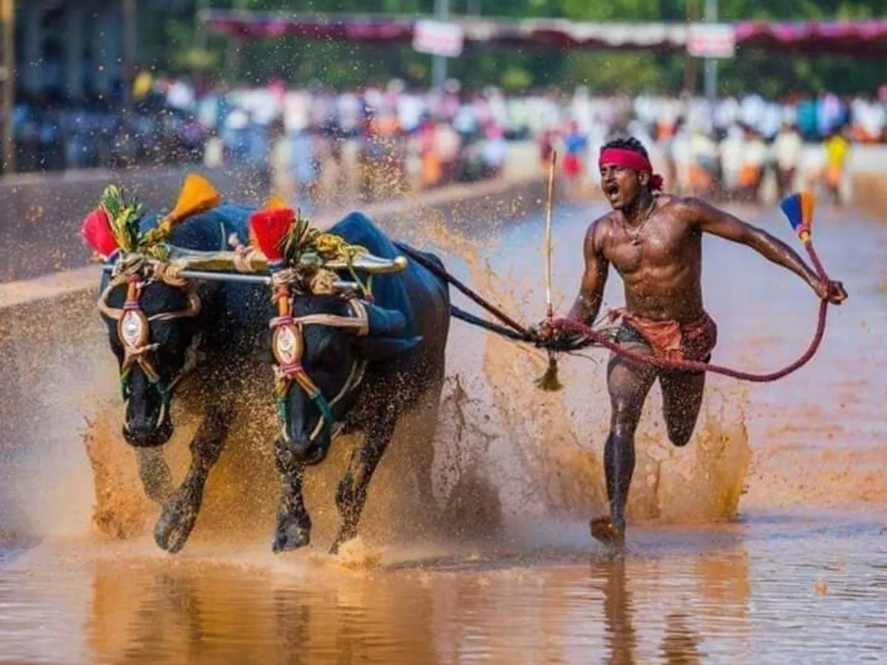 kambala race.jpg