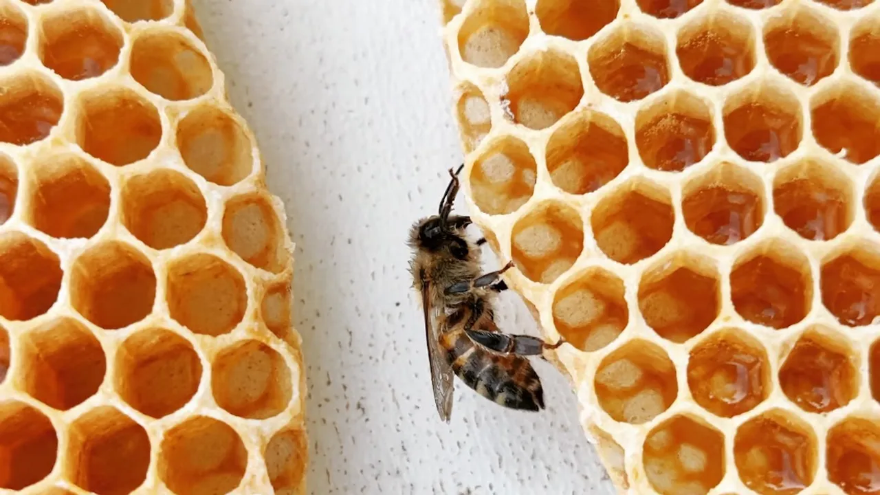 bees