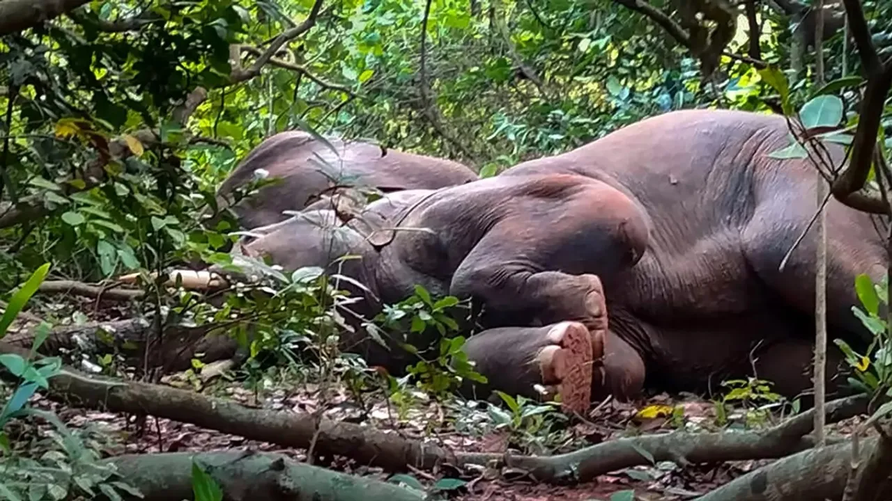 Man elephant conflict jharkhand.jpg