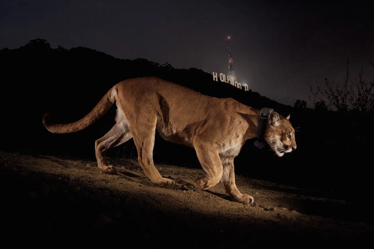 Hollywood mountain lion
