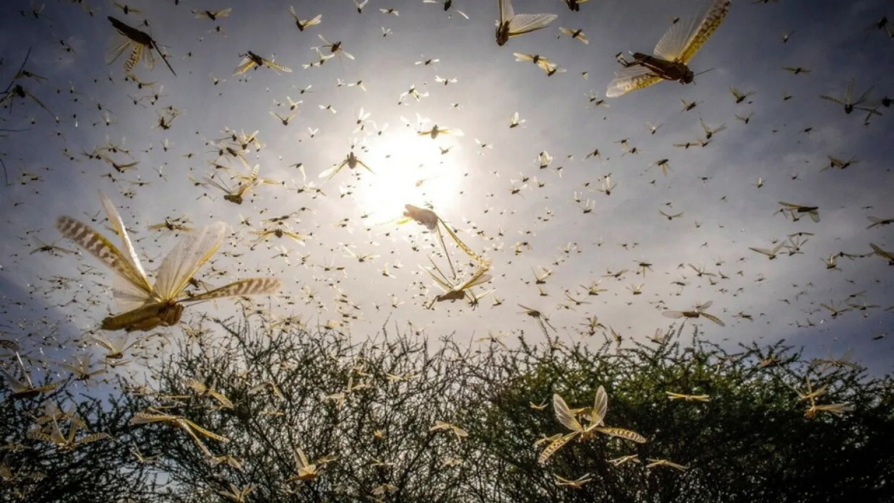 swarming animals