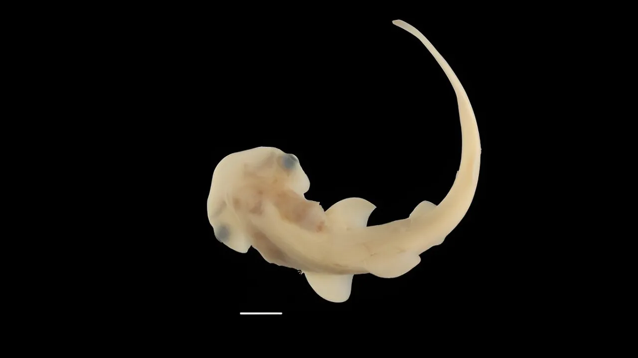 hammerhead shark embryos