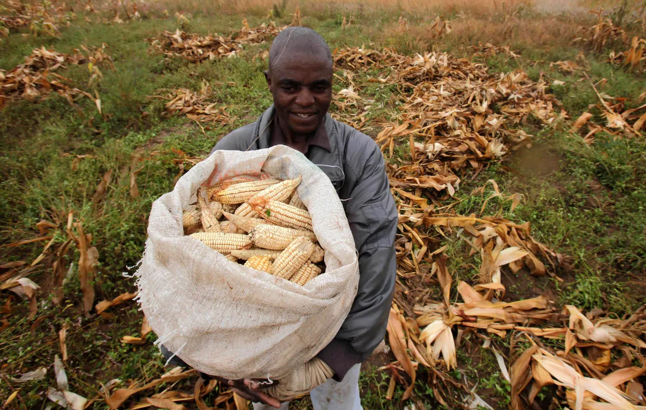 Genetically Modified Crops GM Crops Africa farming