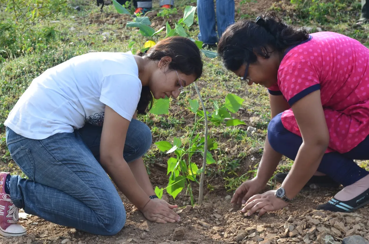 tree plantation.jpg