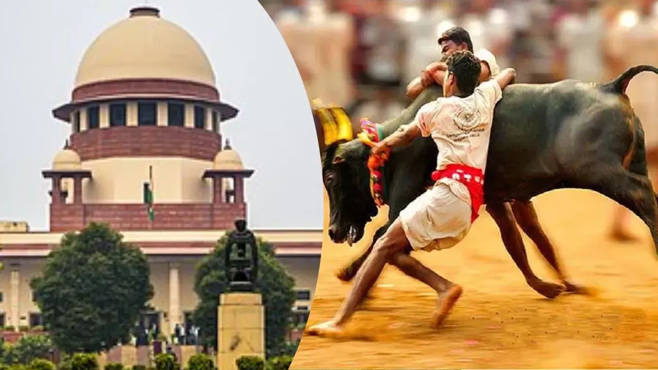 jallikattu supreme court