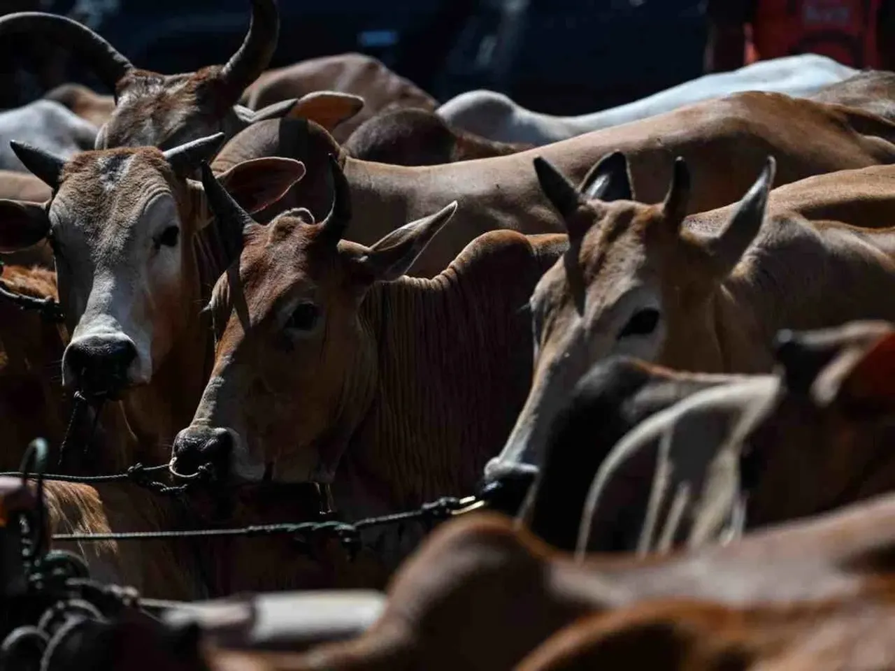 Cow slaughter issue.jpg