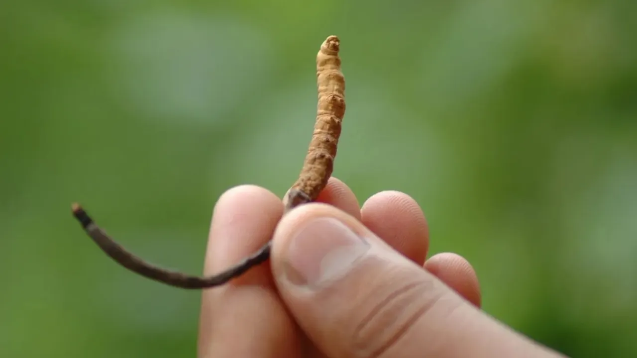 yarchagumbha himalayan herb