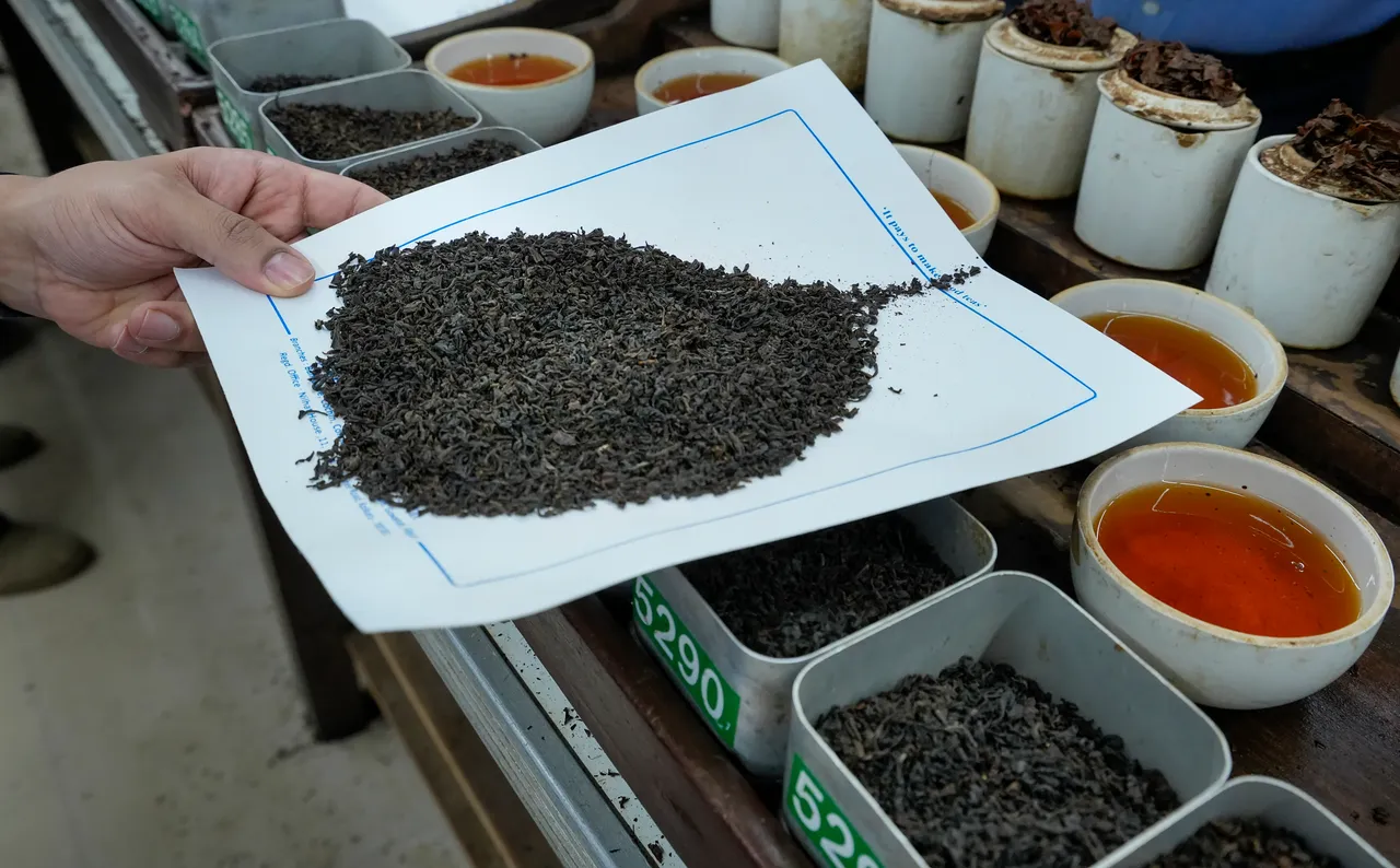 Tea Tasting at Nilhat House in Kolkata