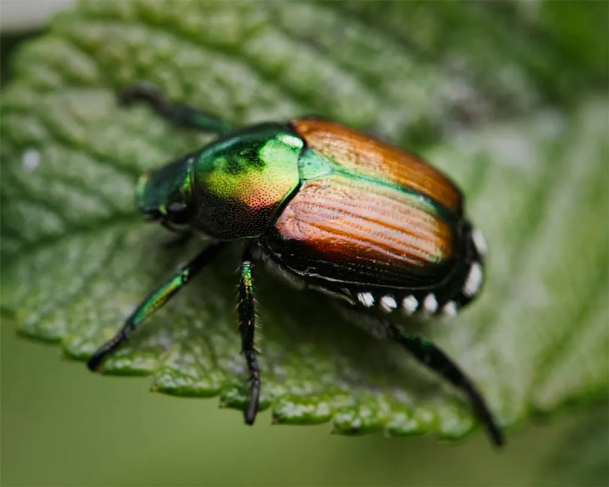 insect scientists research study.jpg