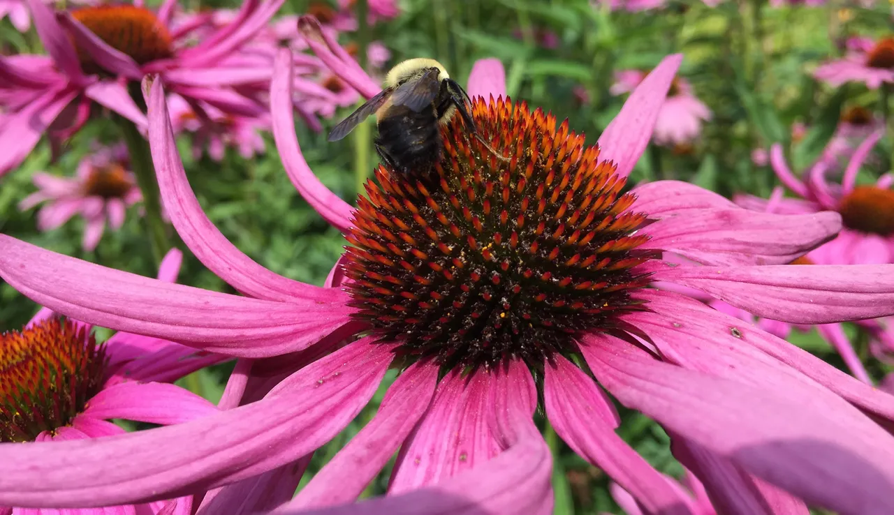 Pollination.jpg