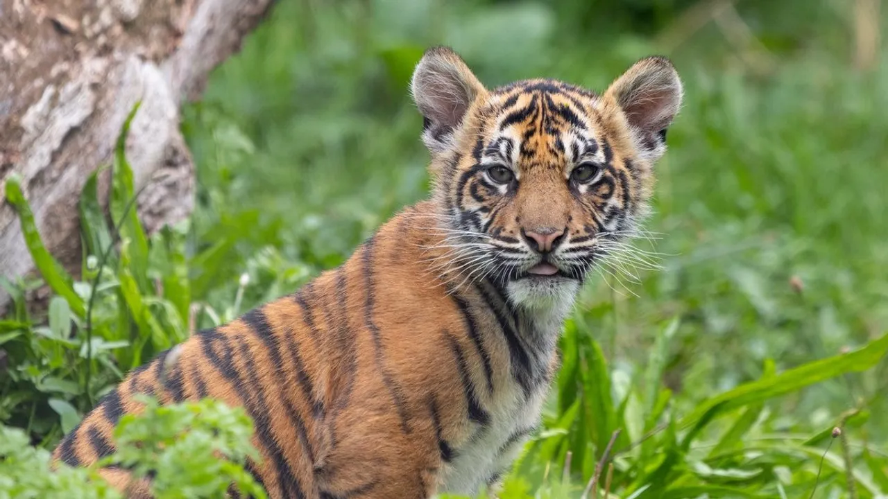 Tiger cub
