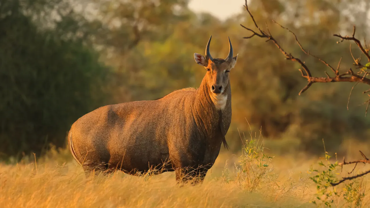 Nilgai