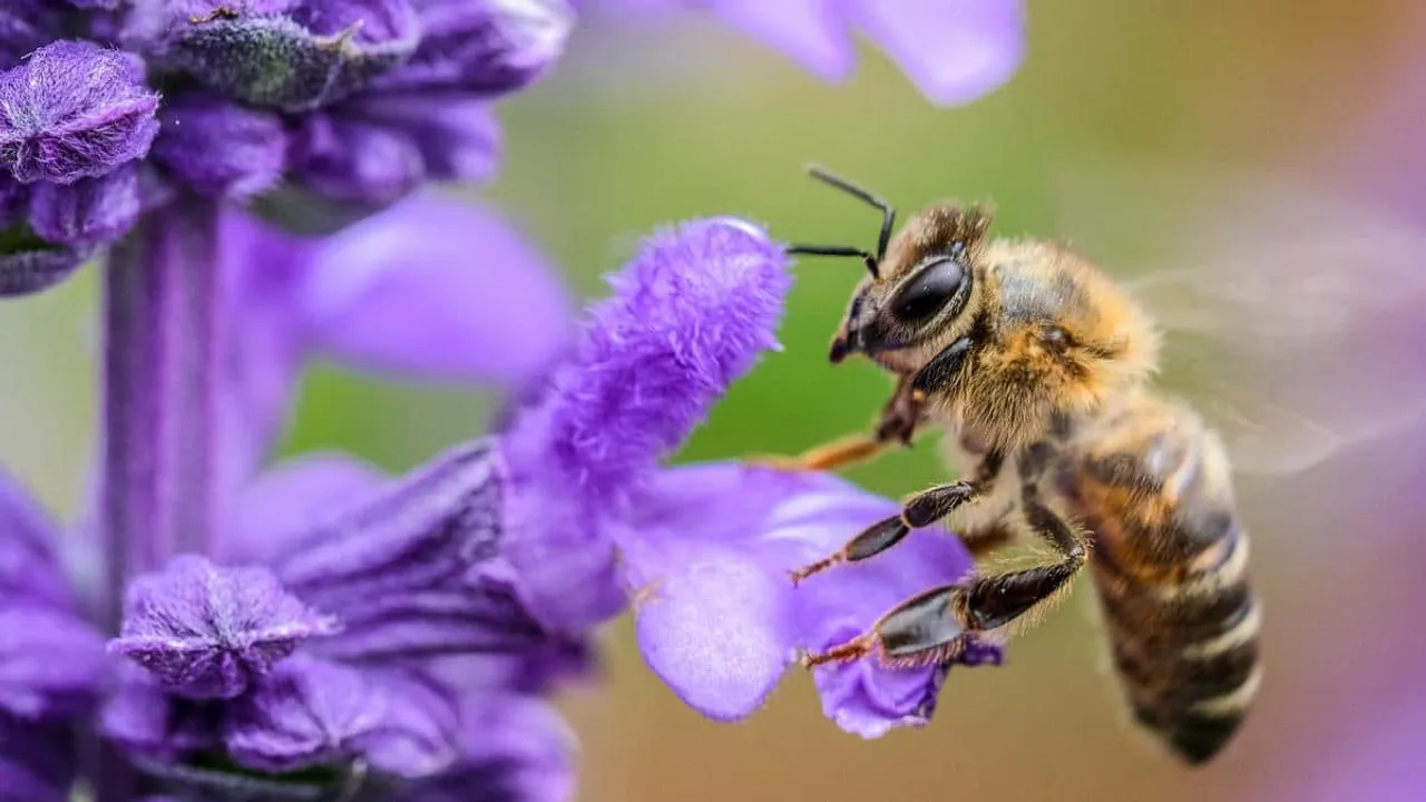 Insect Bee Flower Nature Earth Flora Fauna
