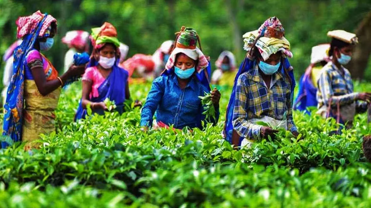 Tea Board of India Tea Auction