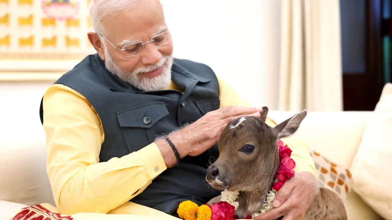 Narendra Modi with calf Deepjyoti