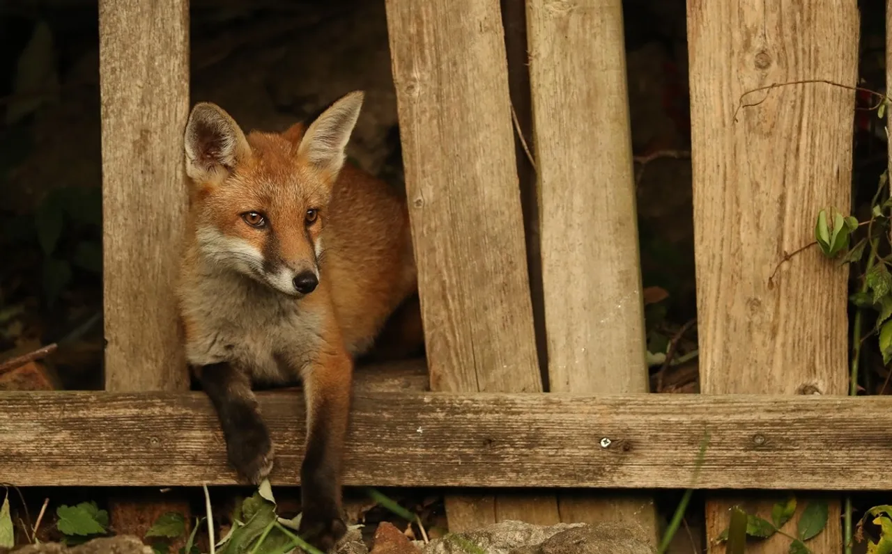 Urban Red foxes.jpg
