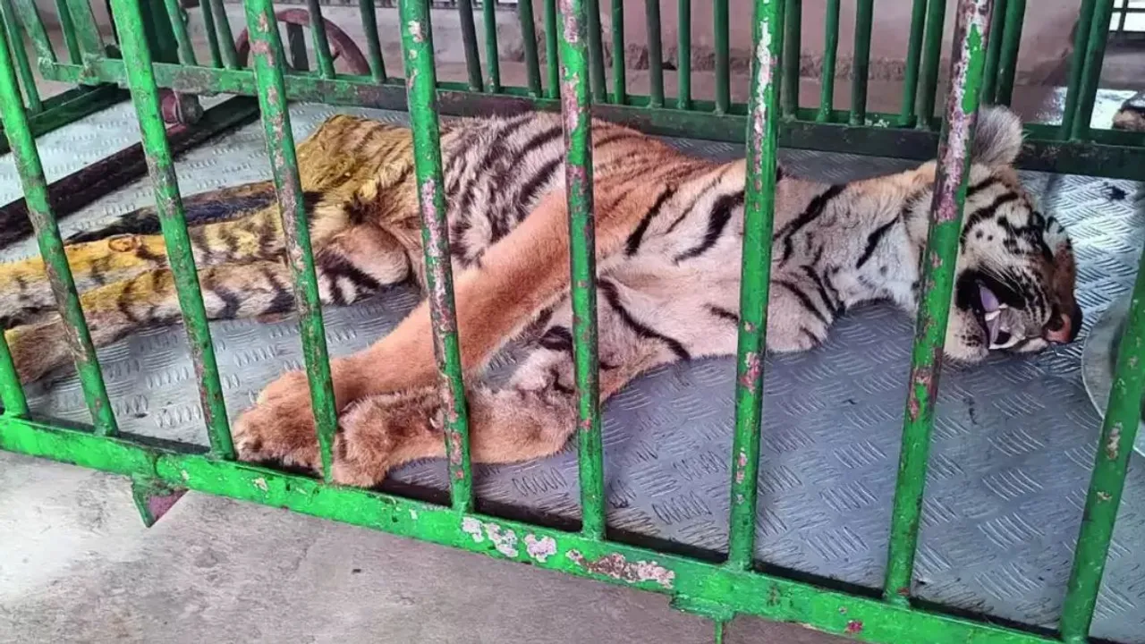 Tiger cub death