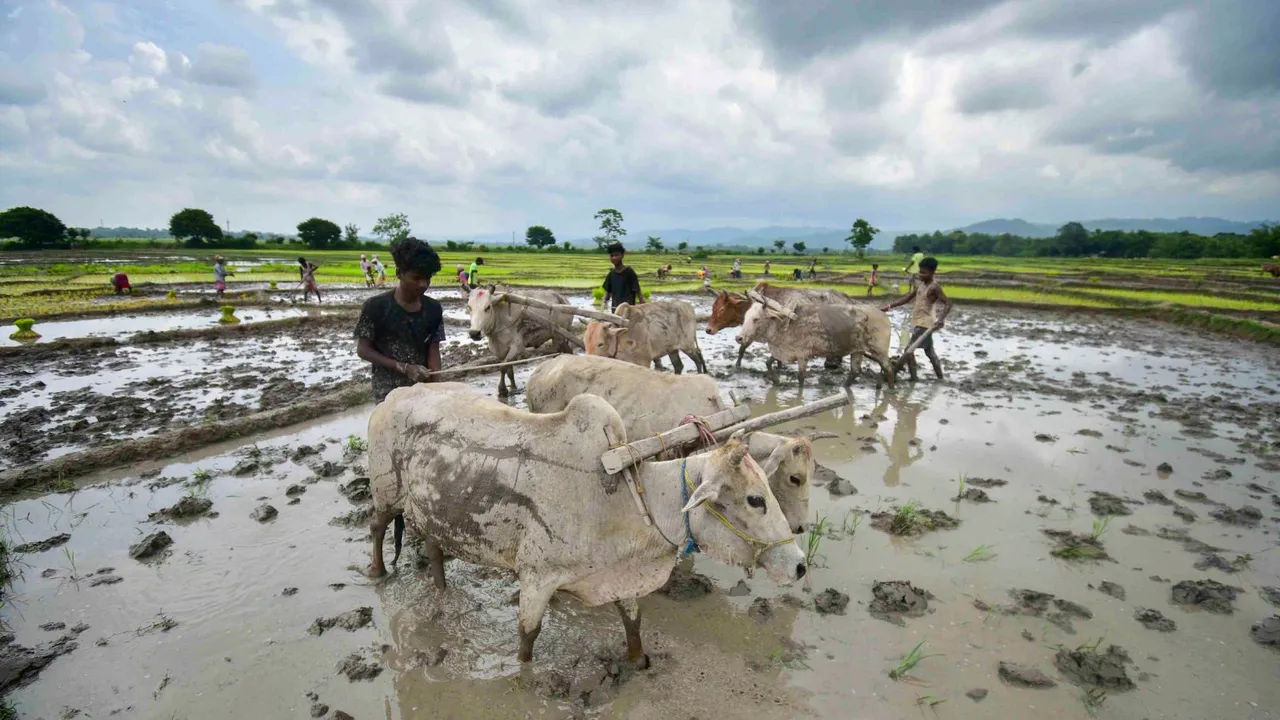 Farmers plough a field for paddy plantation, in Nagaon distrct, Sunday, July 14, 2024.