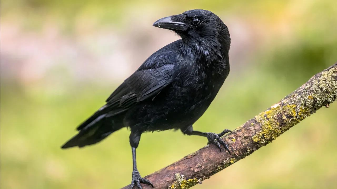 It’s no secret corvids are endowed with remarkable cognitive abilities.  Internet is awash with videos of crows imitating voices or solving complex brainteasers. But are these birds as intelligent as they are made