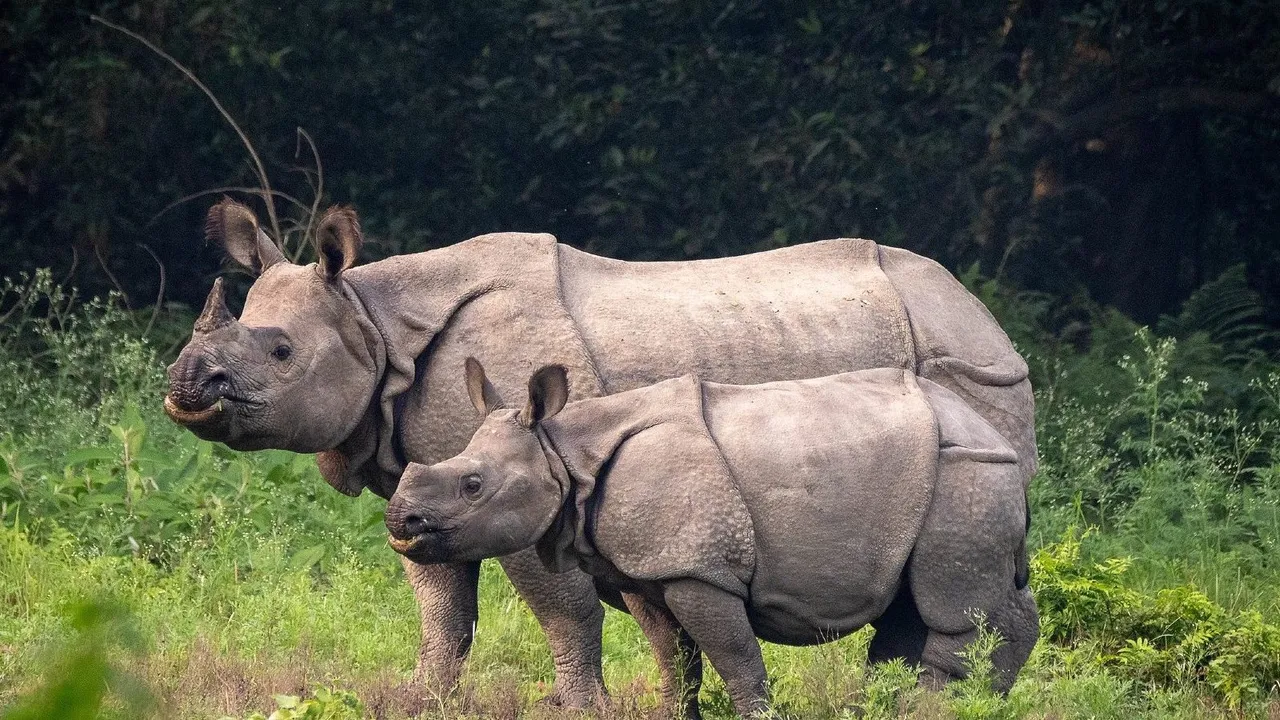 Rhinos