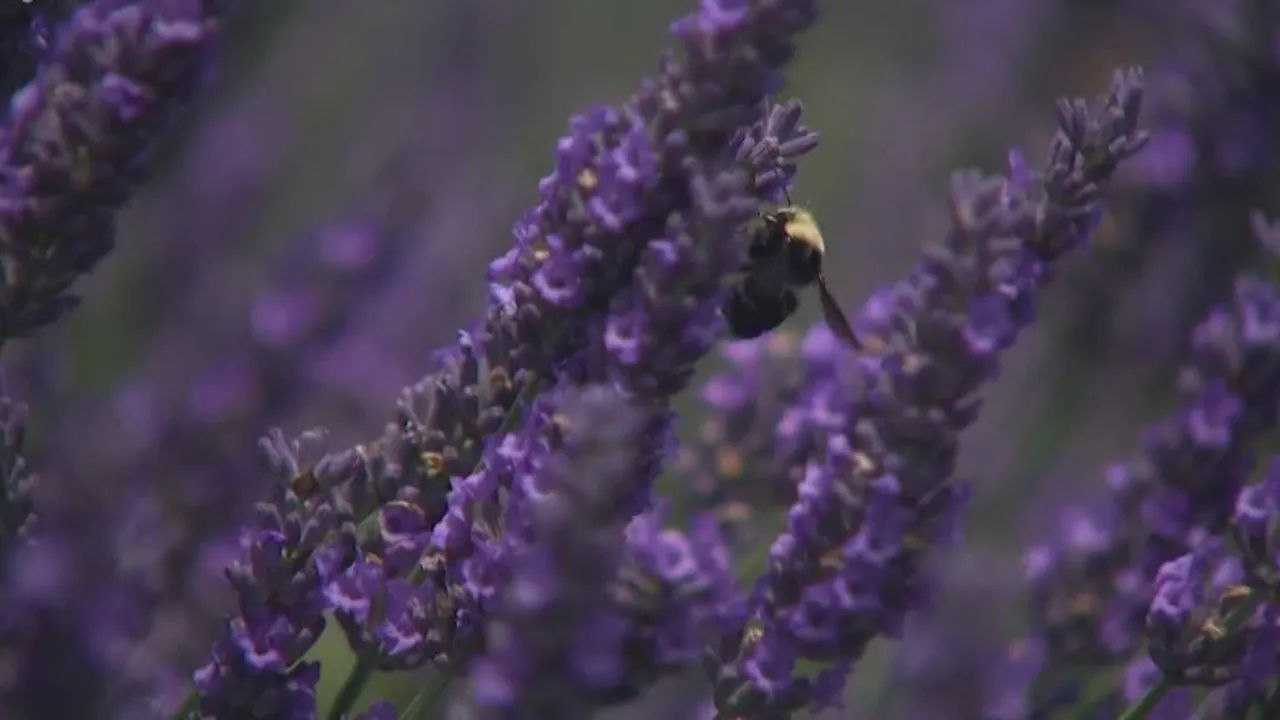 lavender