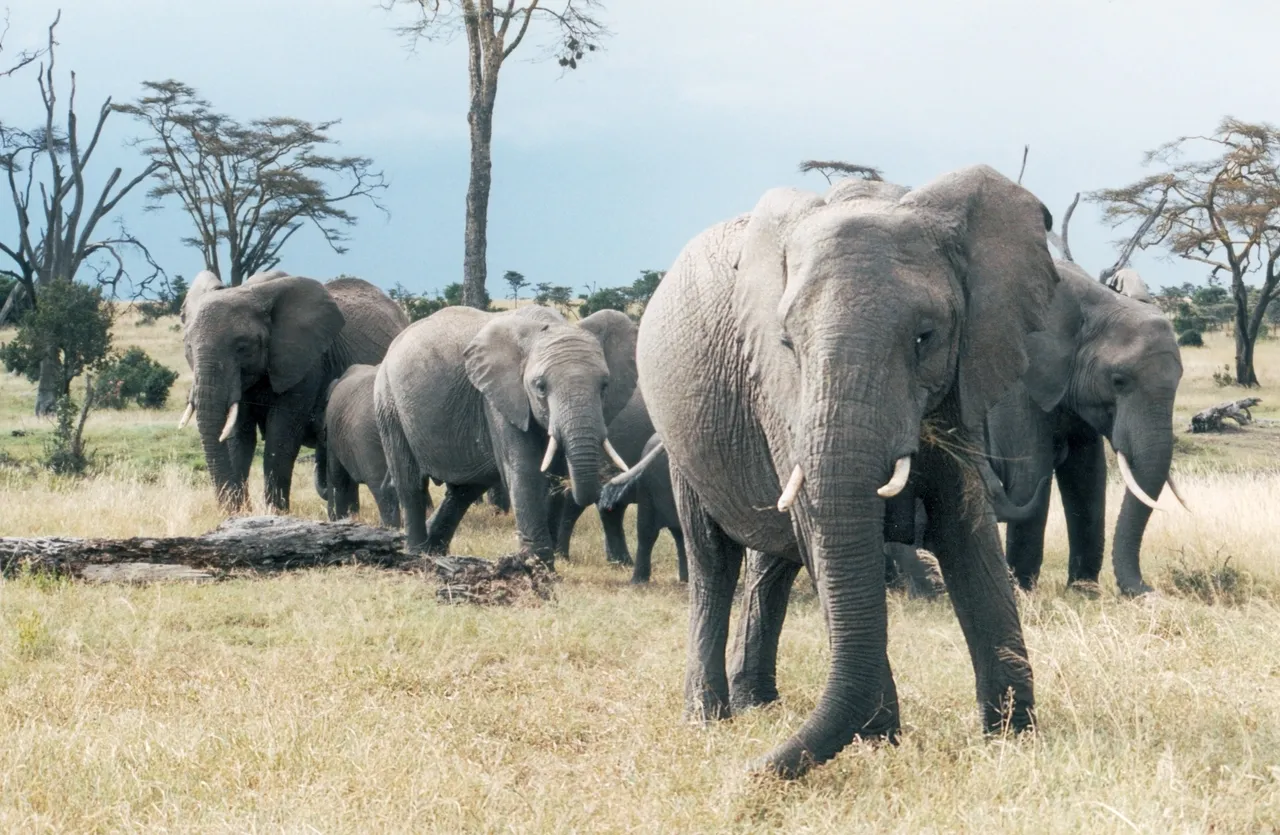 Elephants.jpg