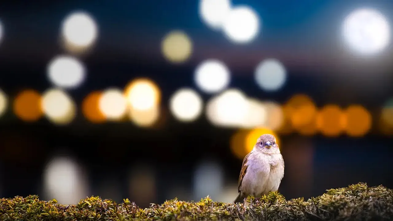 Lights bird.jpg